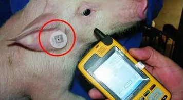 畜牧防伪小卫士：二维码耳标激光打标技术