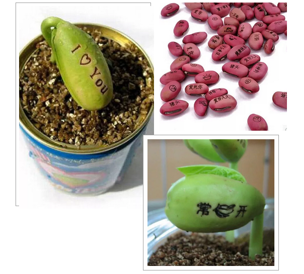 激光打标魔豆，让愿望如花儿般绽放